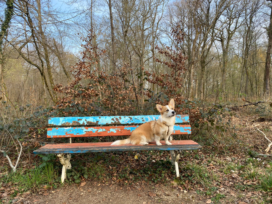 Photo originale de l'animal